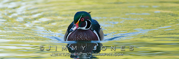 Wood Duck - BS/P0520