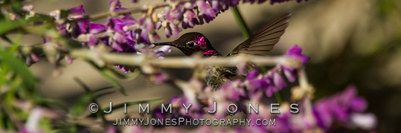 Anna's Hummingbird - BS/P0085
