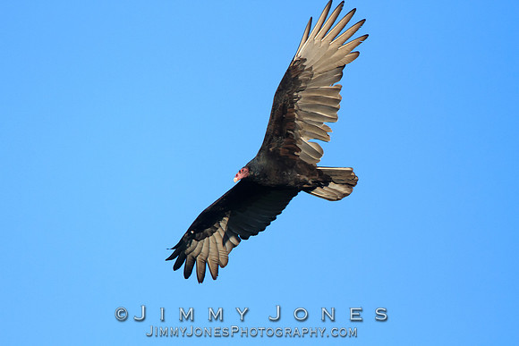 Turkey Vulture