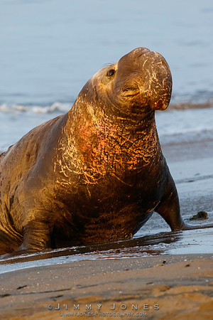 Elephant Seal - CS/P0378