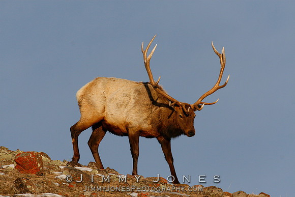 Bull Elk