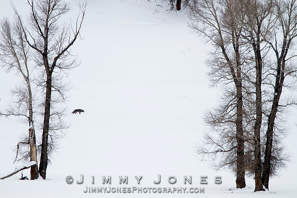 Junction Butte Black Female