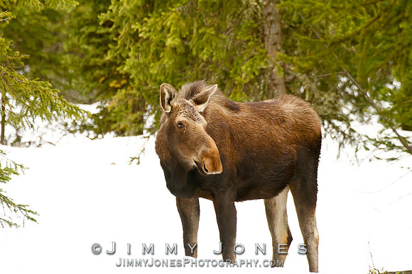 Moose