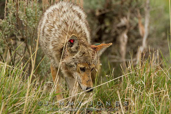 Coyote with Ear Tags