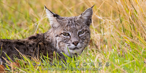 Bobcat