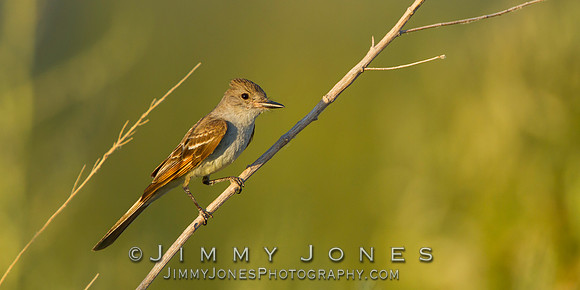 Ash-throated Flycatcher