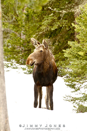 Moose
