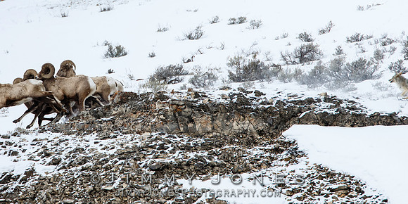 Coyote Chasing Big Horn Rams