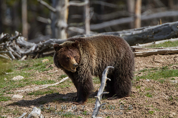 Grizzly Bear