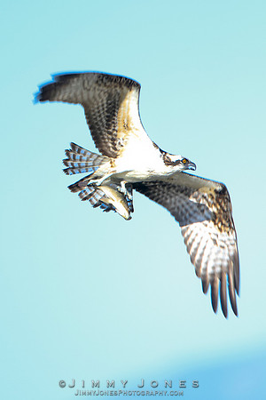 Osprey w/Catch