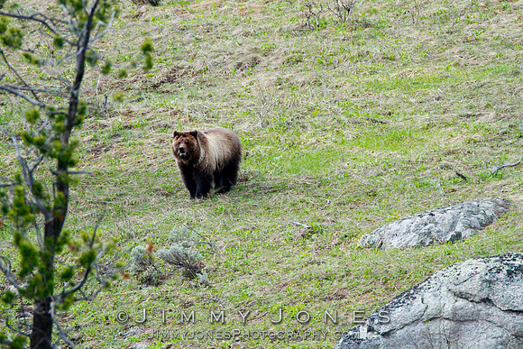 Grizzly Bear