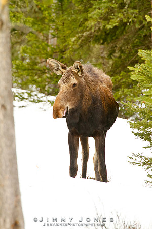 Moose