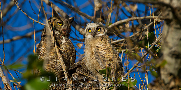 Great Horned Owls