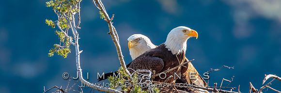 Bald Eagles at Nest