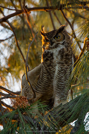 Great Horned Owl