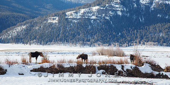 Moose