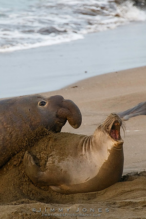 Elephant Seals - CS/P0383