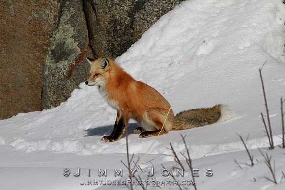 Red Fox