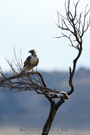 Red-tailed Hawk