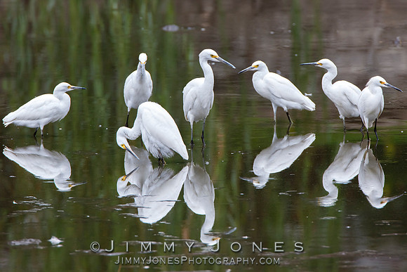 Snowy Egrets