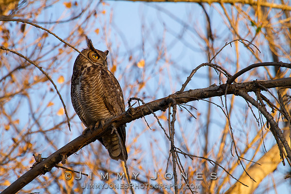 Great Horned Owl
