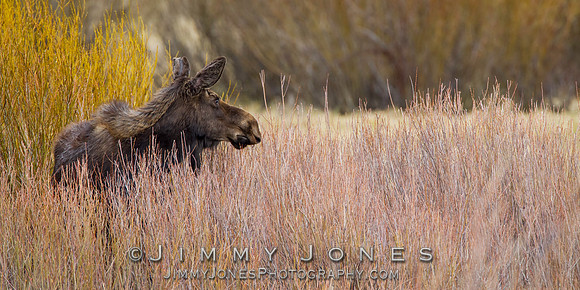 Moose