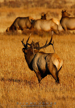 Bull Elk