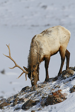 Bull Elk
