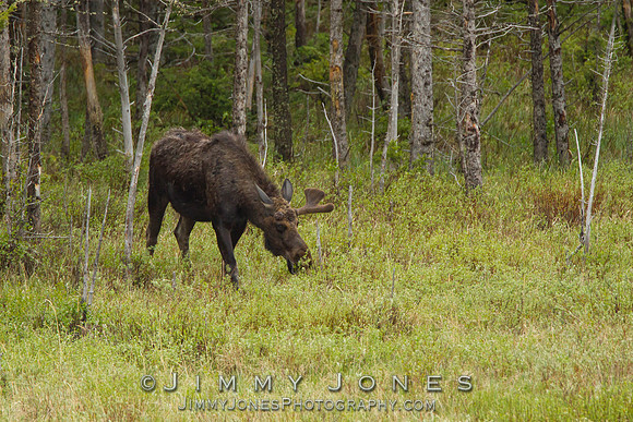 Moose
