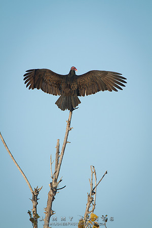 Turkey Vulture