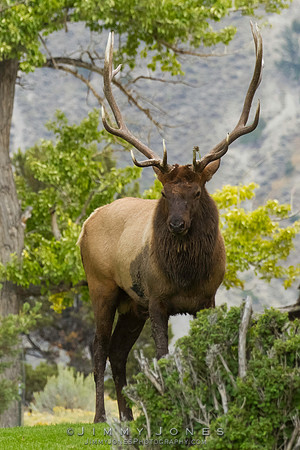 Bull Elk - CS/P0336