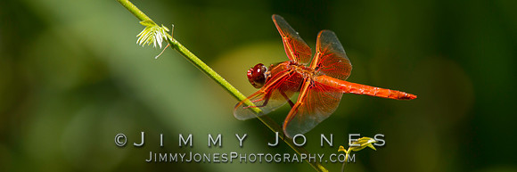 Orange Dragonfly ( Flame Skimmer ) - BS/P0035