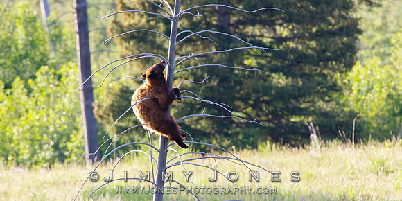 Cinnamon Black Bear ~ Holding on For Life
