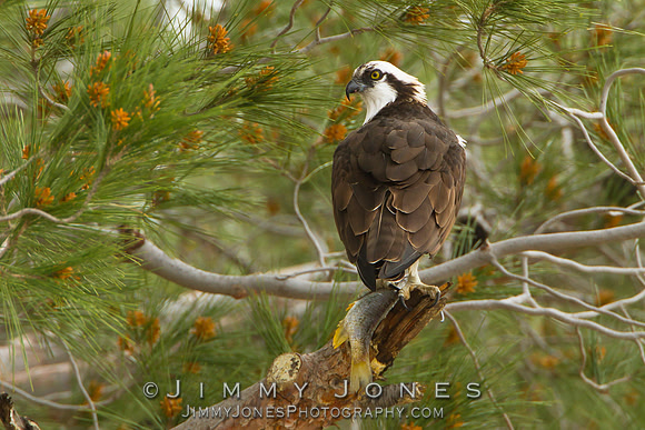 Osprey