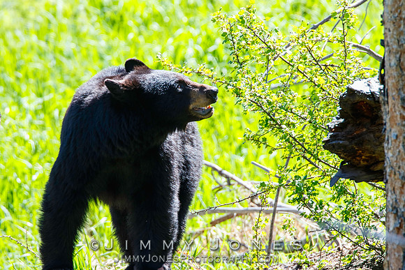 Black Bear Sow