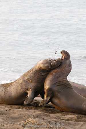 Elephant Seals - CS/P0392