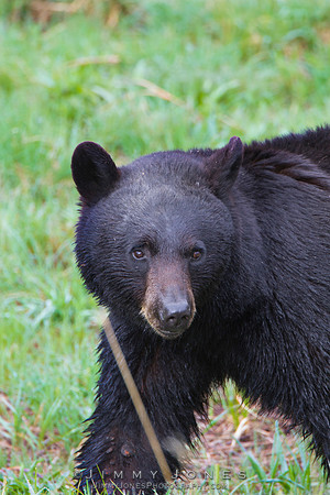 Black Bear