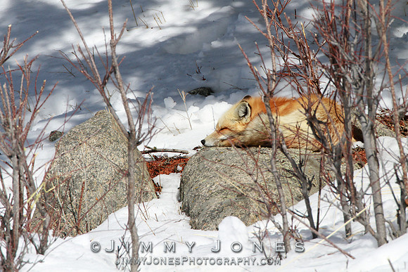 Red Fox