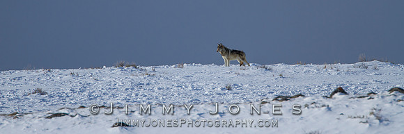 Canyon pack wolf - BS/P0031