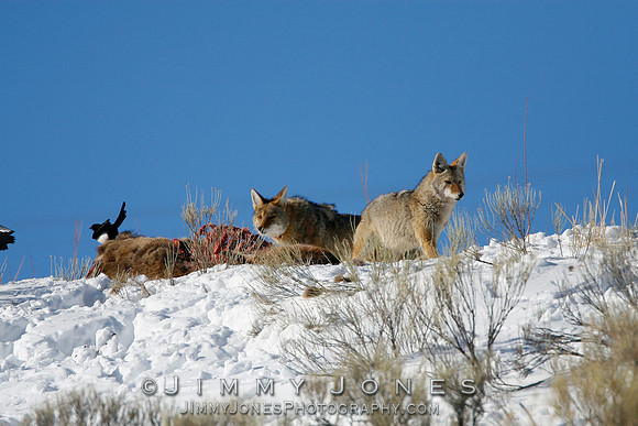 Coyotes at Elk Carcass