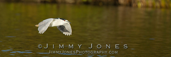 Black-crowned Night Heron - BS/P0041