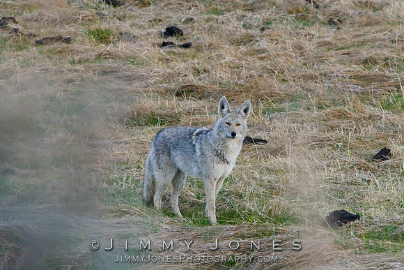 Coyote