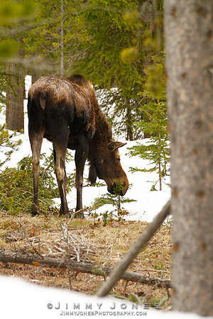 Moose