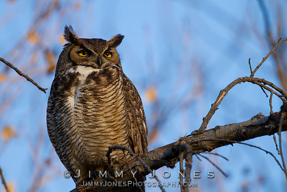 Great Horned Owl