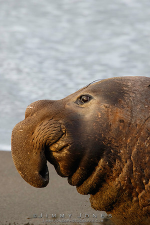 Elephant Seal - CS/P0380
