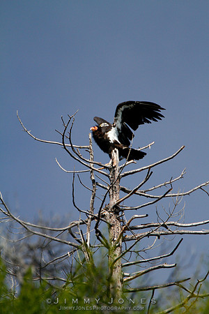 California Condor