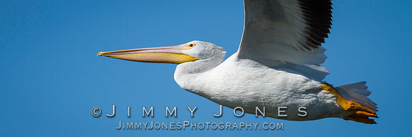 White Pelican