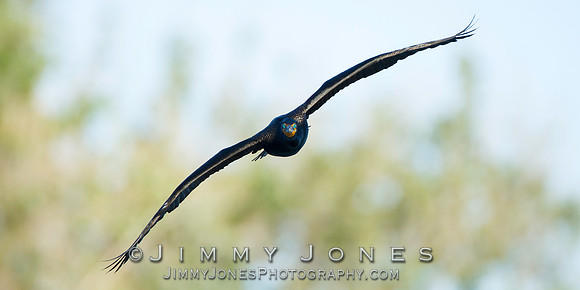 Double-Crested Cormorant