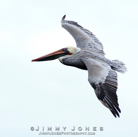 Brown Pelican