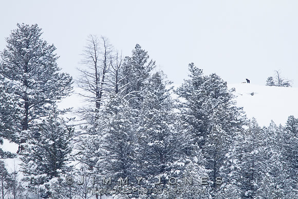 Junction Butte Alphas